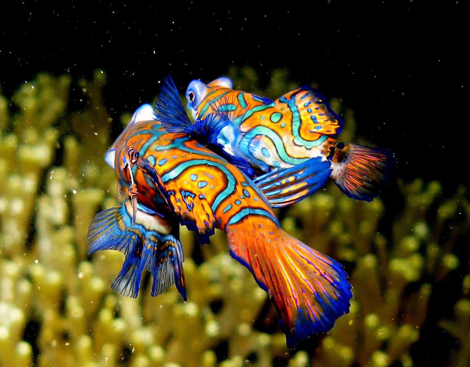 Cá Trạng Nguyên - Loài cá đẹp và độc đáo nhất thế giới - Thủy Sinh 4U