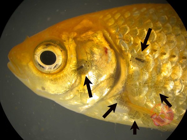 Ký sinh trùng bám cá vàng