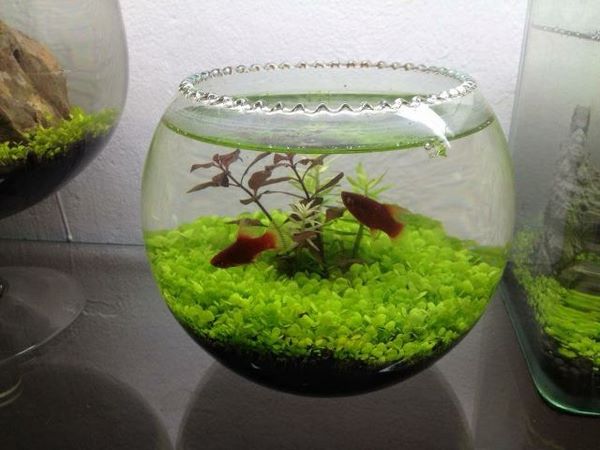 bể cá mini từ bình thủy tinh