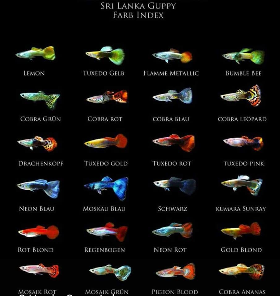 Giới thiệu thông tin chung về cá bảy màu  Diễn đàn chim cá cảnh  Thiên  Đường Cá Cảnh