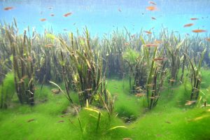 Thảm tảo xanh phát triển trong môi trường tự nhiên